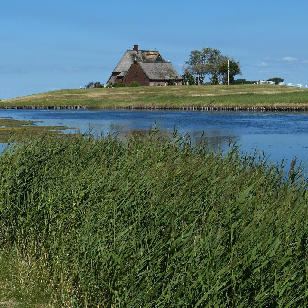 Hallig Hooge with house and reed in foreground