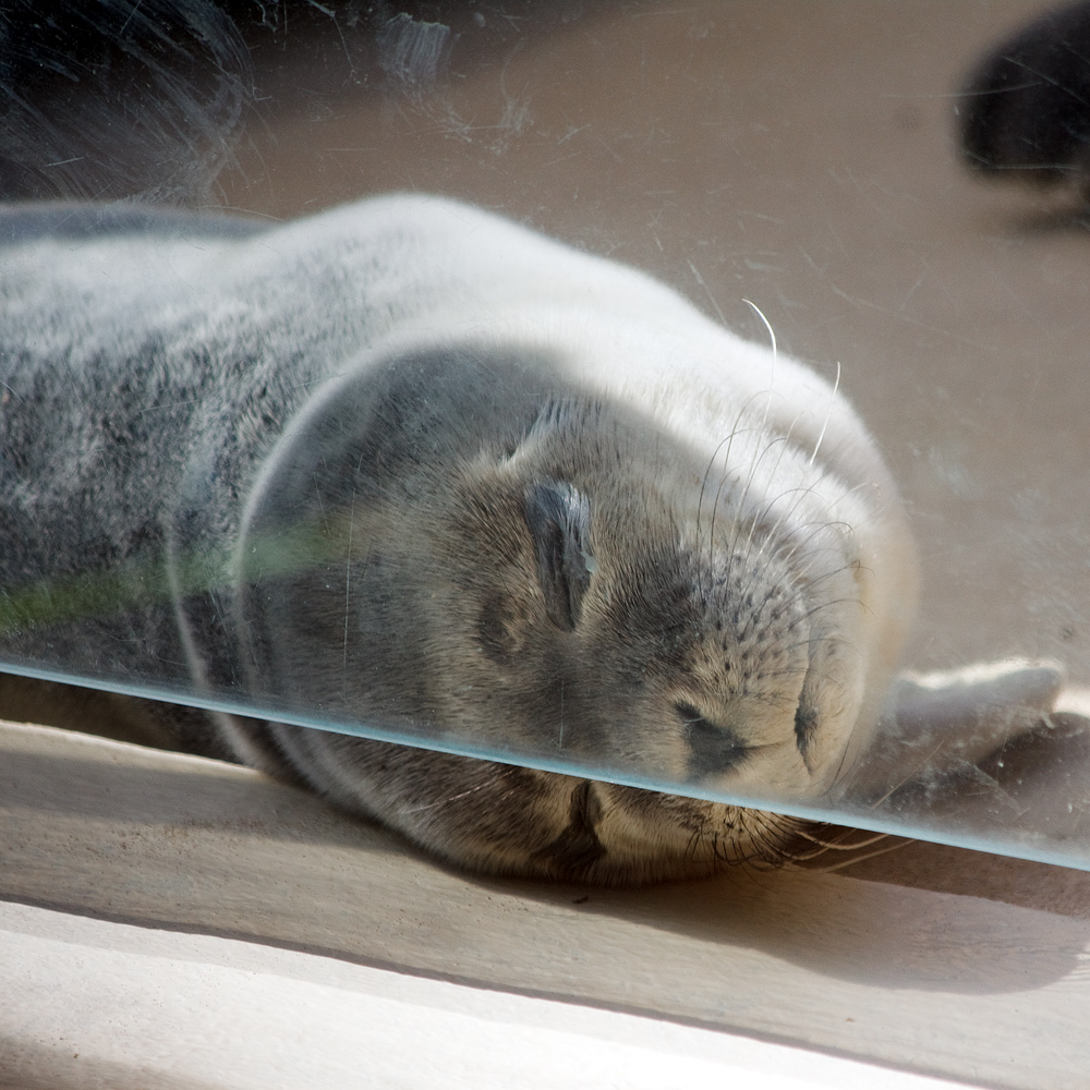 Baby seal behind glass