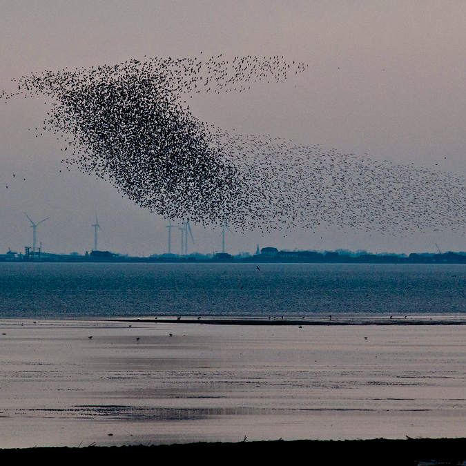 Flight of red knots over the water with windmills and buildings in background