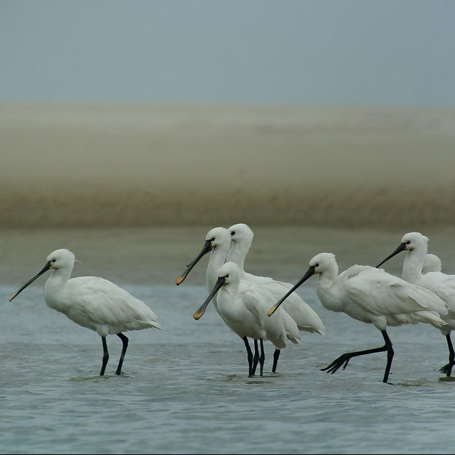 Spoonbills in water