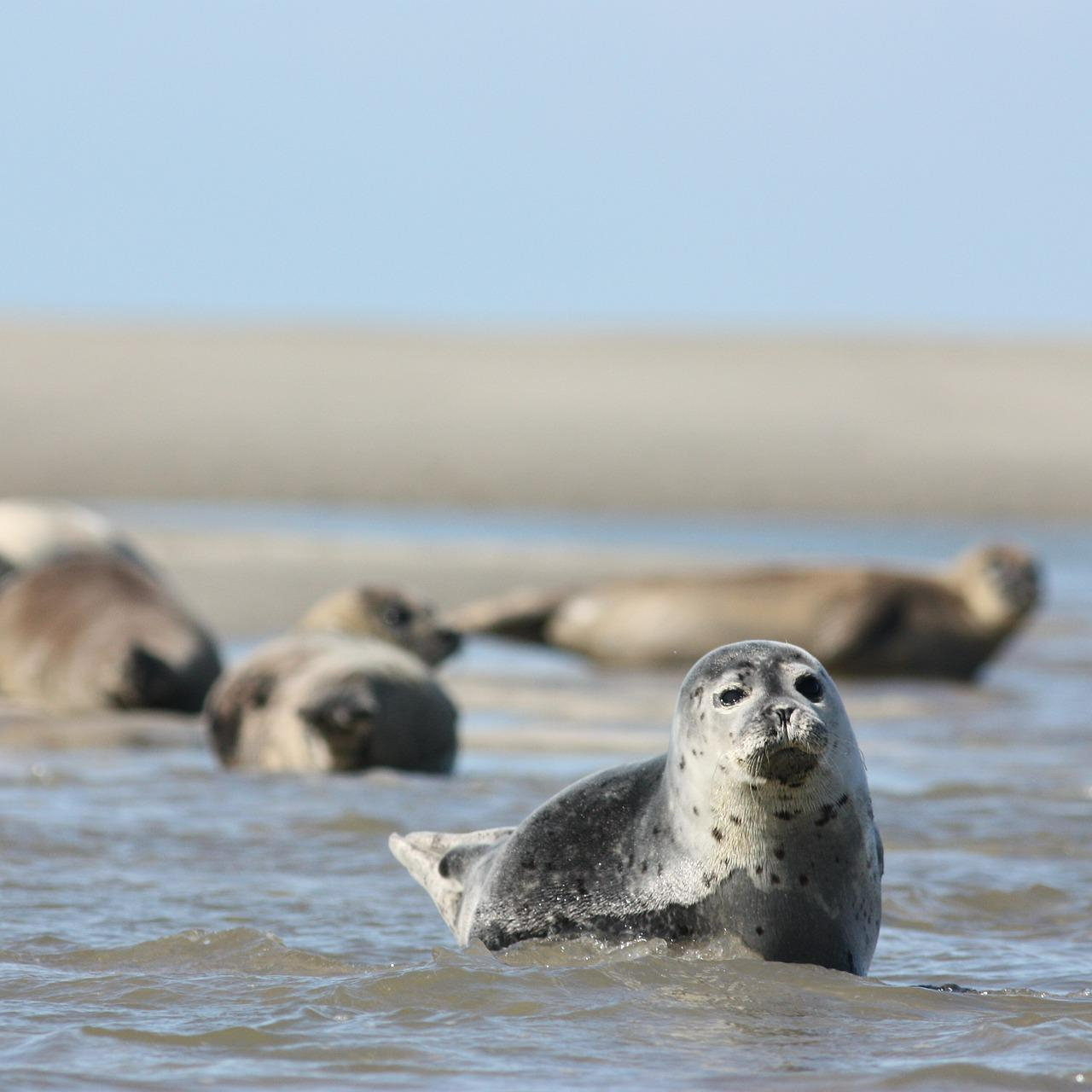 Group of harbour seals (Phoca vitulina) in the sea